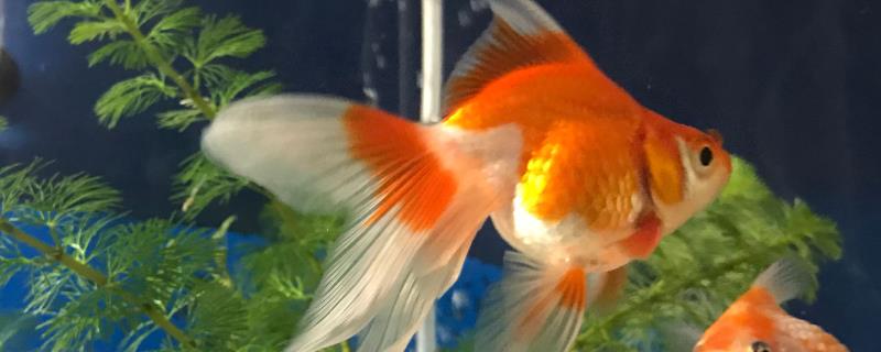 金鱼需要天天换水吗
