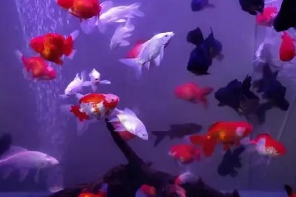 金鱼需要天天换水吗,水质适合其生长就不用天天换