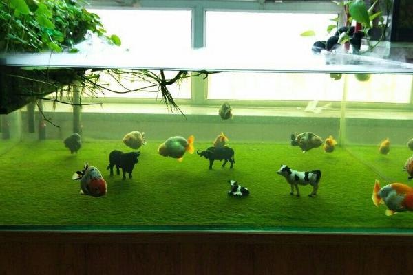 金鱼需要天天换水吗,水质适合其生长就不用天天换