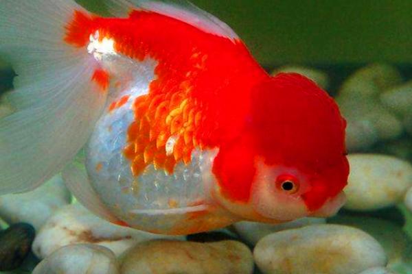 金鱼需要天天换水吗,水质适合其生长就不用天天换