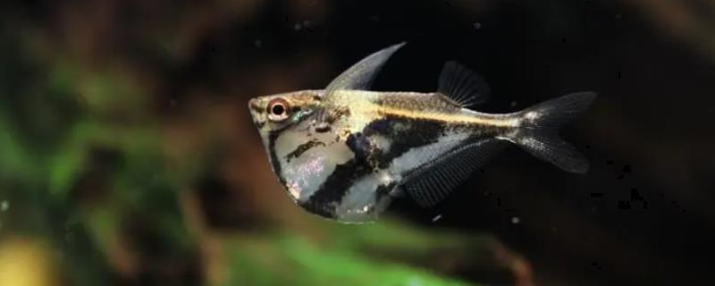 云石燕子鱼好不好养