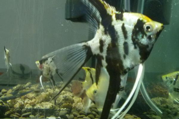 云石燕子鱼好不好养,适应性强容易饲养