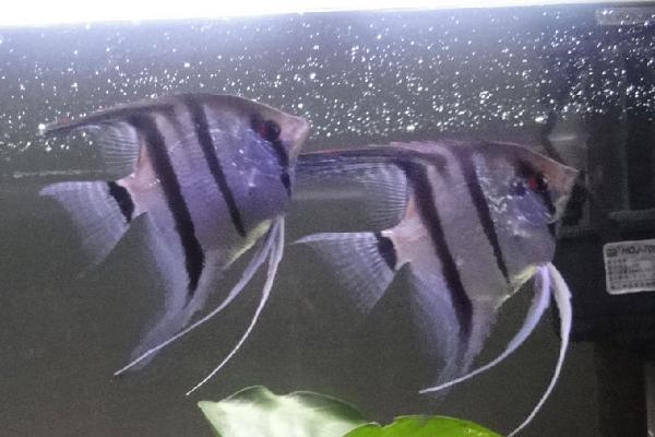 云石燕子鱼好不好养,适应性强容易饲养