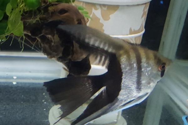 云石燕子鱼好不好养,适应性强容易饲养