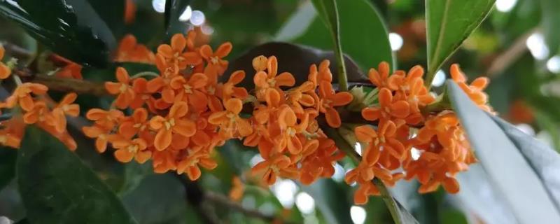 丹桂的开花时间