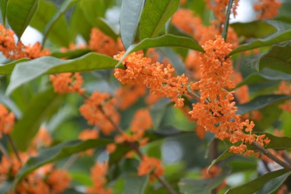 丹桂的开花时间,常在8-11月份开放