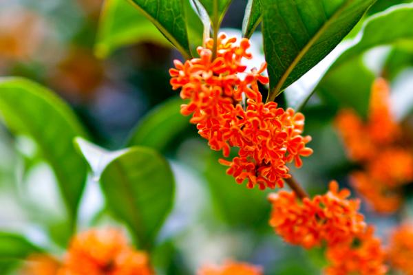 丹桂的开花时间,常在8-11月份开放