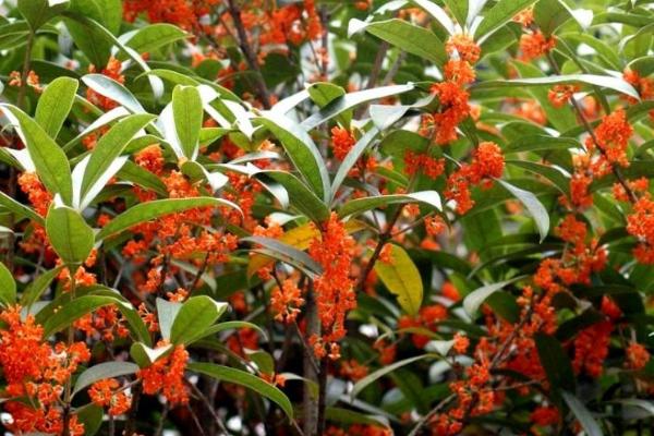 丹桂的开花时间,常在8-11月份开放