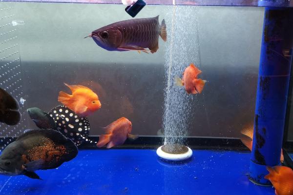 鱼缸水位不平有危险吗,可能会导致爆缸