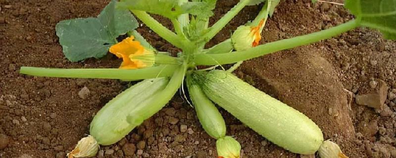 西葫芦的种植时间