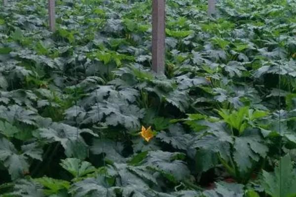 西葫芦的种植时间,通常都是在4-5月份进行