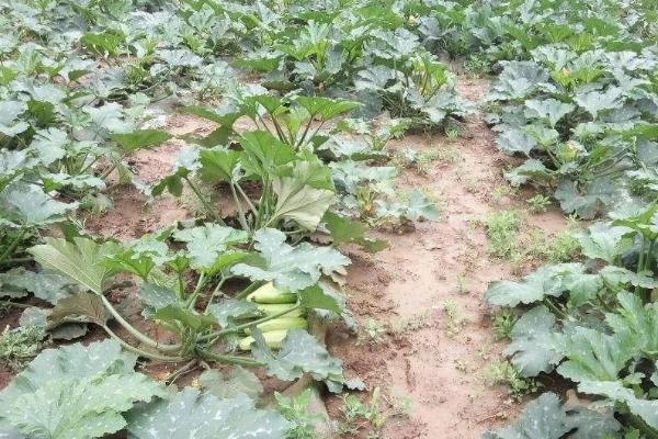 西葫芦的种植时间,通常都是在4-5月份进行