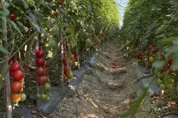 如何用农药防治西红柿病害，需根据实际病情采取针对性措施