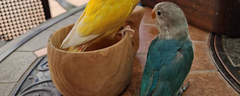 家养鹦鹉怎么预防鹦鹉热