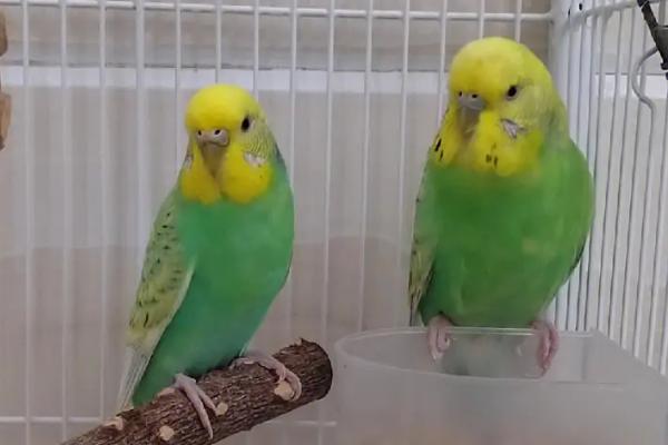 家养鹦鹉怎么预防鹦鹉热,可以提前注射疫苗