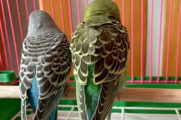 家养鹦鹉怎么预防鹦鹉热,可以提前注射疫苗