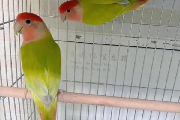 家养鹦鹉怎么预防鹦鹉热,可以提前注射疫苗