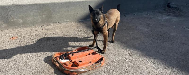 把狗长期拴起来会怎样