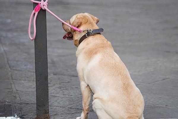 把狗长期拴起来会怎样,会使得它们性格急躁