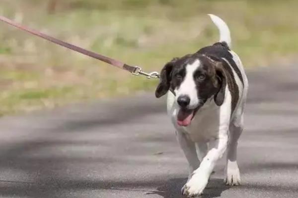 把狗长期拴起来会怎样,会使得它们性格急躁