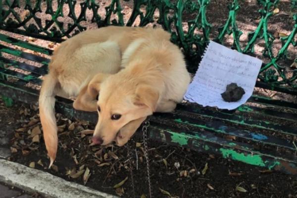 把狗长期拴起来会怎样,会使得它们性格急躁