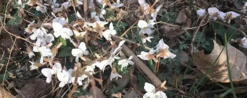 白花地丁能不能吃