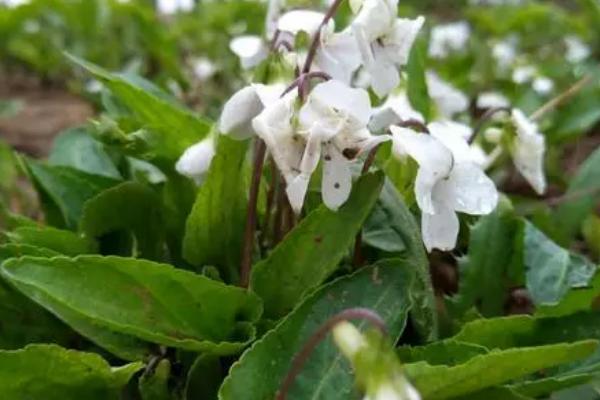 白花地丁能不能吃,不仅可以吃还能用作绿化