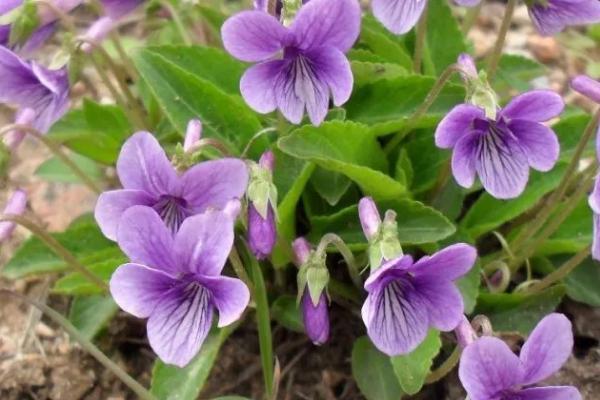 白花地丁能不能吃,不仅可以吃还能用作绿化