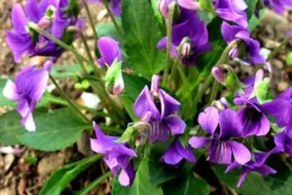 白花地丁能不能吃,不仅可以吃还能用作绿化