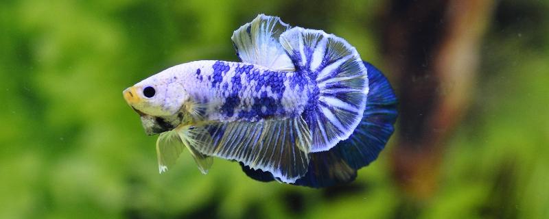 泰国斗鱼的适宜温度