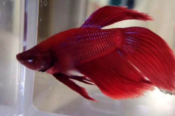 泰国斗鱼的适宜温度,可以在18-30℃之间的水温中生长