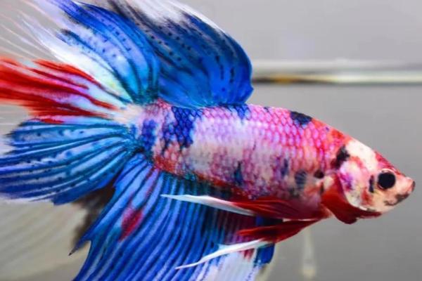 泰国斗鱼的适宜温度,可以在18-30℃之间的水温中生长