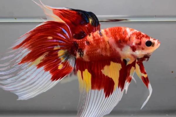 泰国斗鱼的适宜温度,可以在18-30℃之间的水温中生长