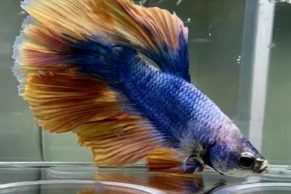 泰国斗鱼的适宜温度,可以在18-30℃之间的水温中生长