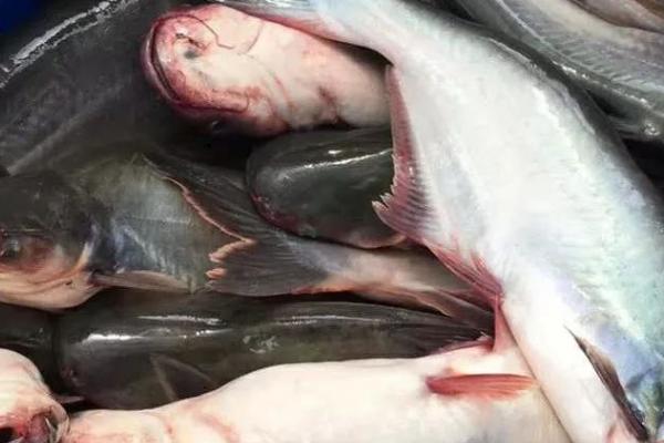 巴沙鱼是不是淡水鱼,是东南亚国家重要的淡水鱼种