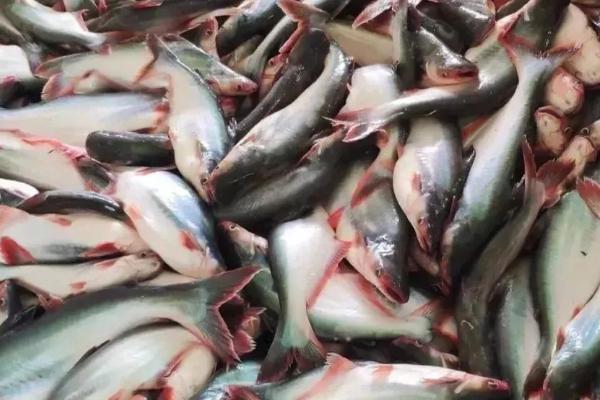 巴沙鱼是不是淡水鱼,是东南亚国家重要的淡水鱼种