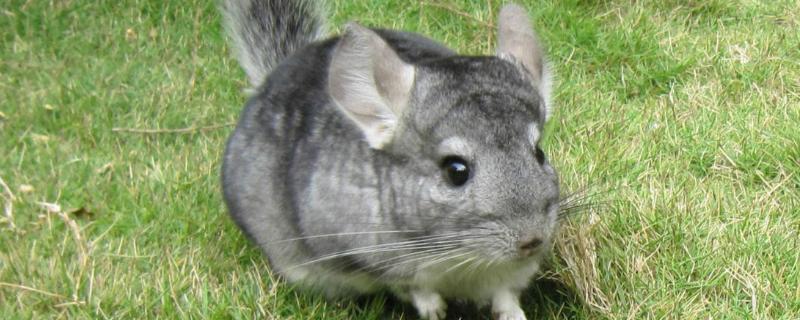 龙猫的温度要求