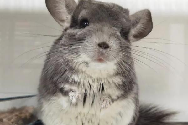 龙猫的温度要求,2-30℃之间适合其生存