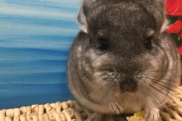 龙猫的温度要求,2-30℃之间适合其生存