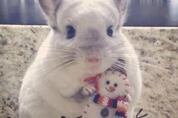 龙猫的温度要求,2-30℃之间适合其生存