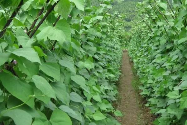 四季豆种子一般几天发芽，一般在三到四天左右