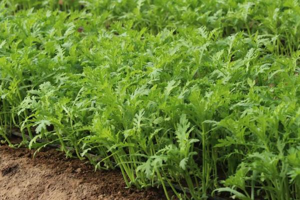 种植茼蒿适合用什么土壤,需满足深厚肥沃、疏松透气等条件