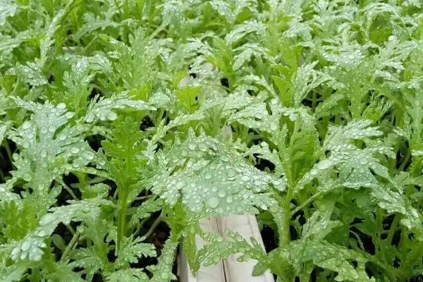 种植茼蒿适合用什么土壤,需满足深厚肥沃、疏松透气等条件