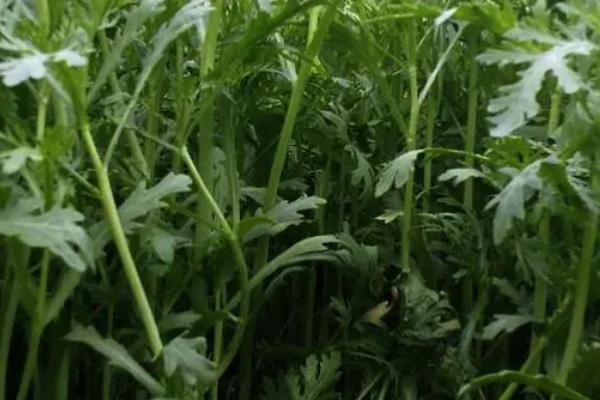 种植茼蒿适合用什么土壤,需满足深厚肥沃、疏松透气等条件