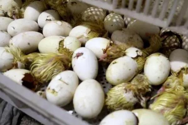 鹅蛋孵化38度可以吗，要根据鹅蛋需求来调整孵化温度