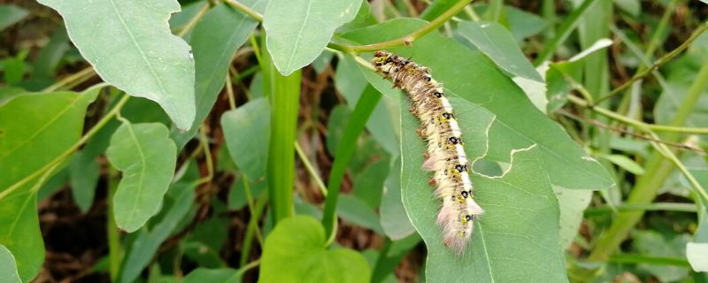 杨梅枯叶蛾的危害