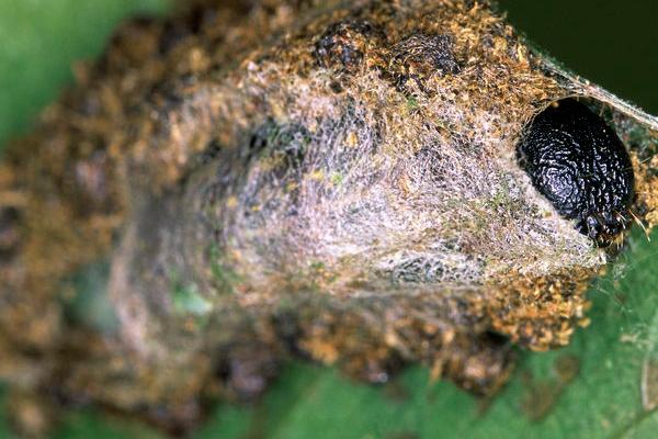 杨梅枯叶蛾的危害,会啃食叶肉仅留叶脉