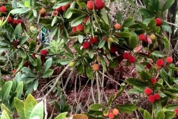 杨梅枯叶蛾的危害,会啃食叶肉仅留叶脉