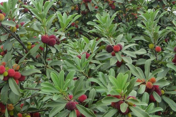 杨梅枯叶蛾的危害,会啃食叶肉仅留叶脉