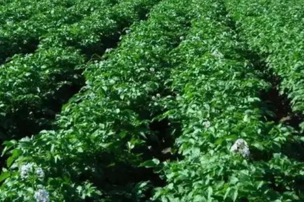 马铃薯高产要点,块茎形成期要注意追施高氮高钾肥料